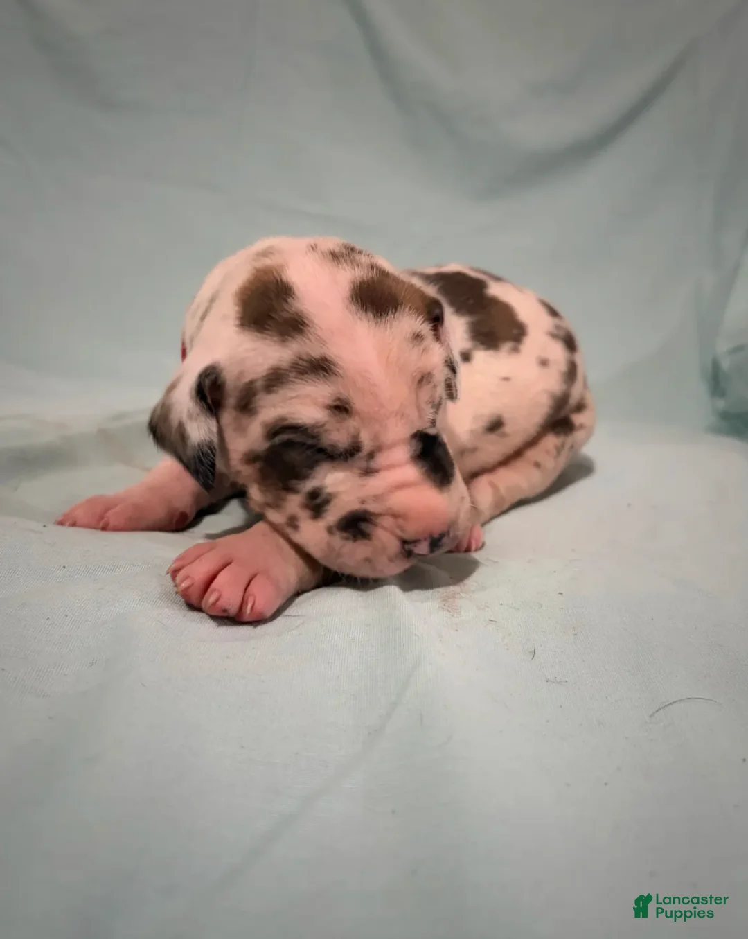 Great Dane dogs for sale: Star - Ad 2