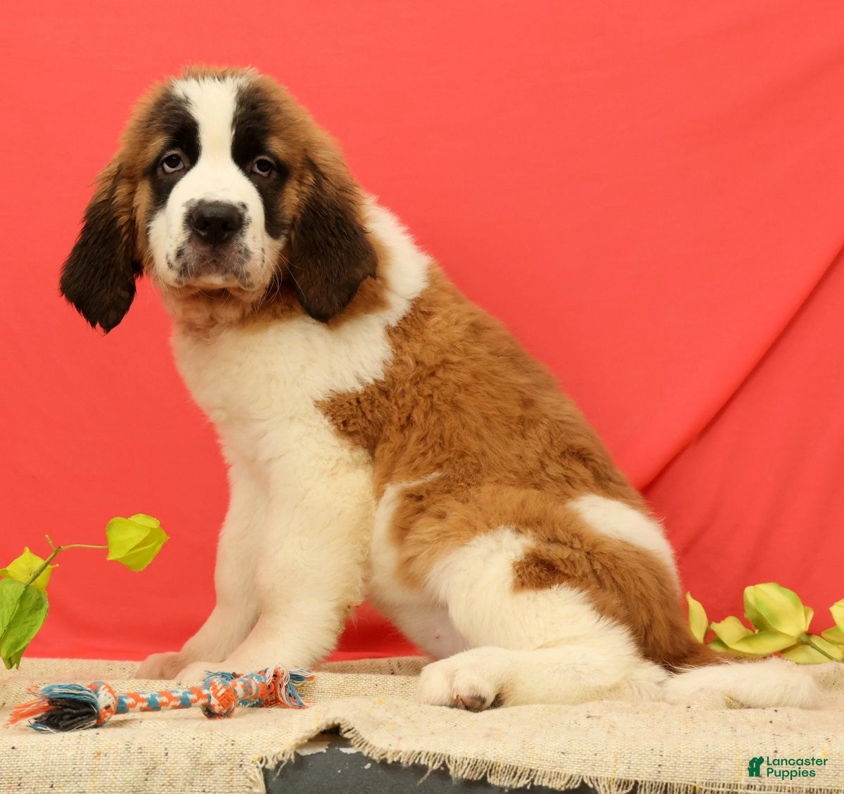 Saint Bernard dogs for sale: Everest - Ad 1