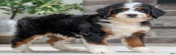 Bernese Mountain Dog dogs for sale: Sasha - Ad 2