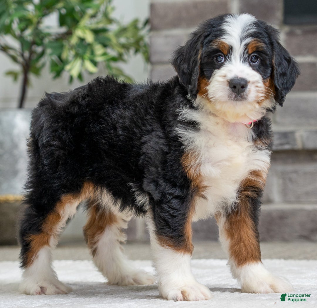 Bernese Mountain Dog dogs for sale: Sasha - Ad 2