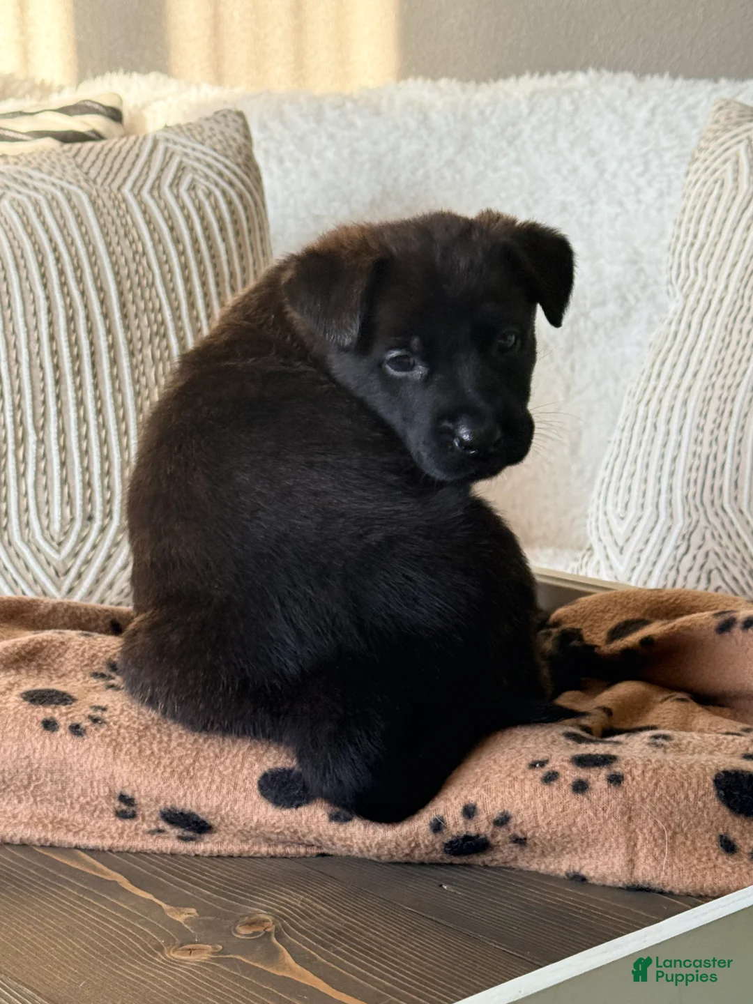 Mixed Breed dogs for sale: Mixed Breed Puppy 7 - Ad 3