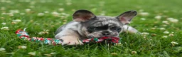 French Bulldog dogs for sale: Knox 💙 - Ad 15