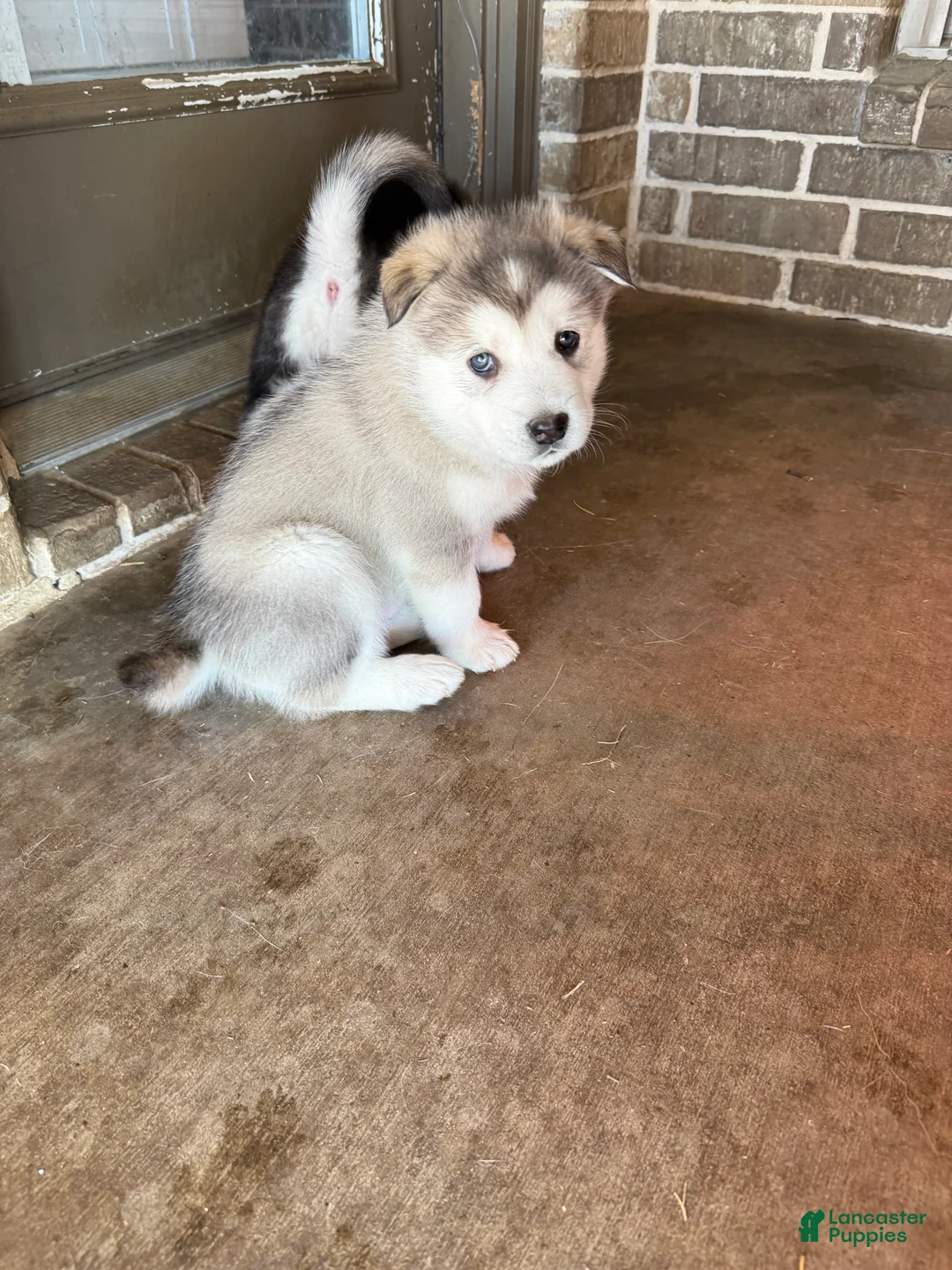 Alaskan Malamute dogs for sale: Alaskan Malamute Puppy 1 - Ad 7