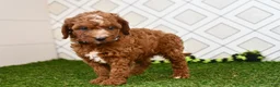 Cavapoo dogs for sale: Knox  - Ad 4