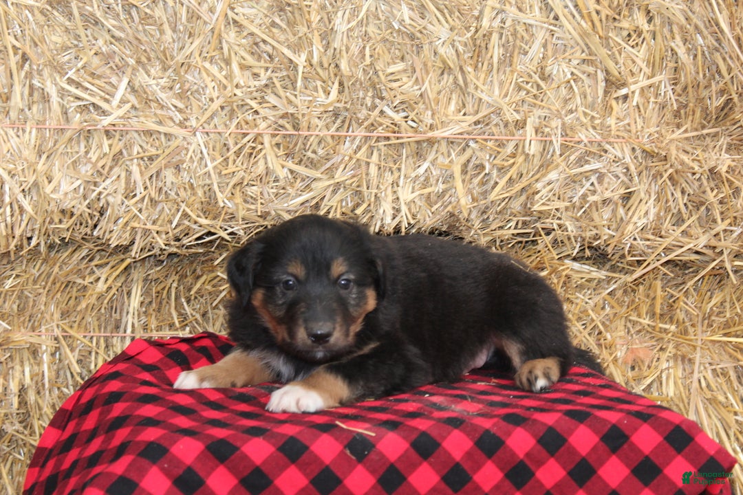 English Shepherd dogs for sale: Tommy - Ad 1