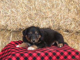 English Shepherd dogs Tommy - Ad 7