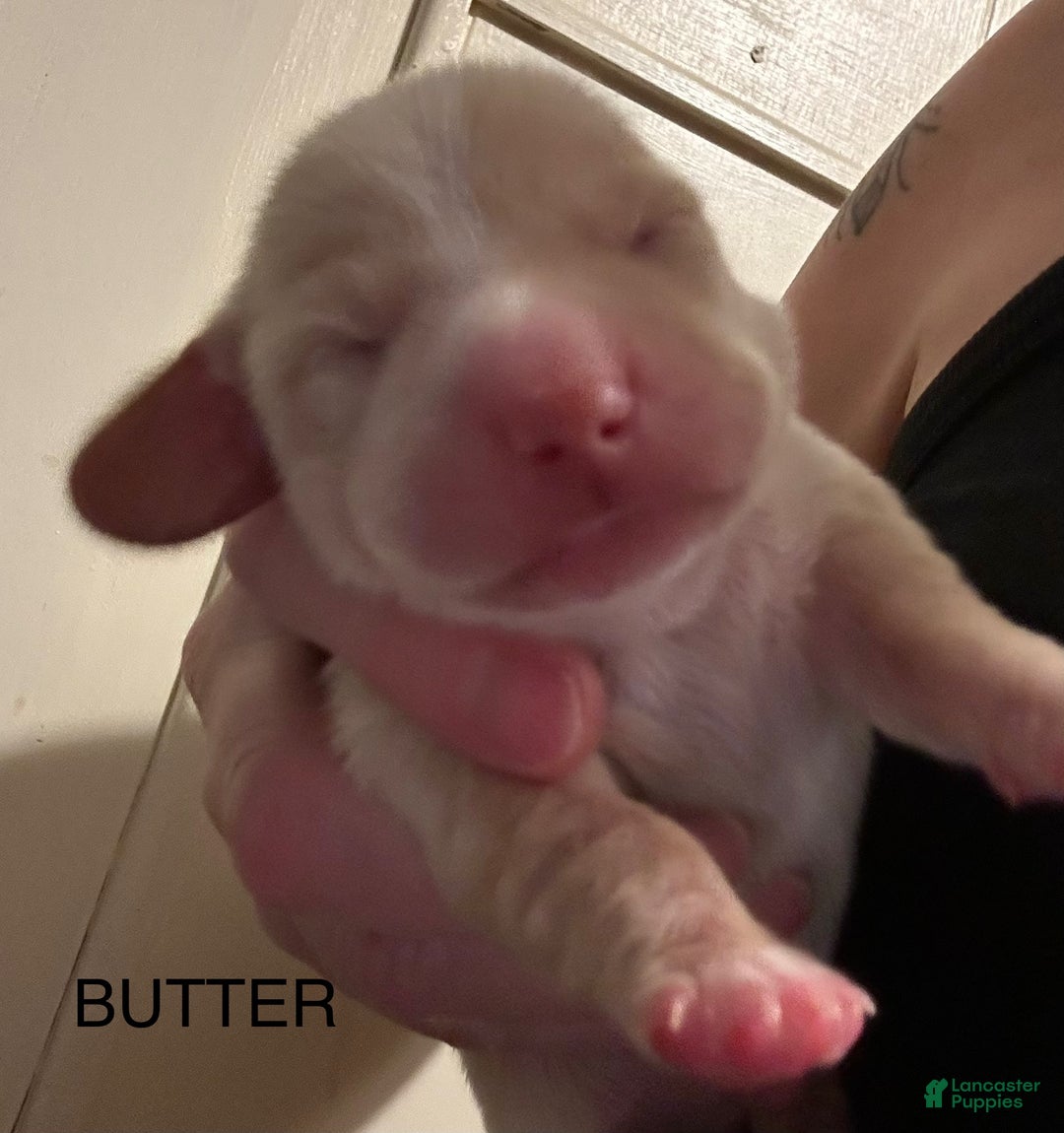 Miniature Dachshund dogs for sale: Butter  - Ad 2