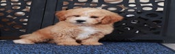 Bichpoo dogs for sale: Duke  - Ad 2