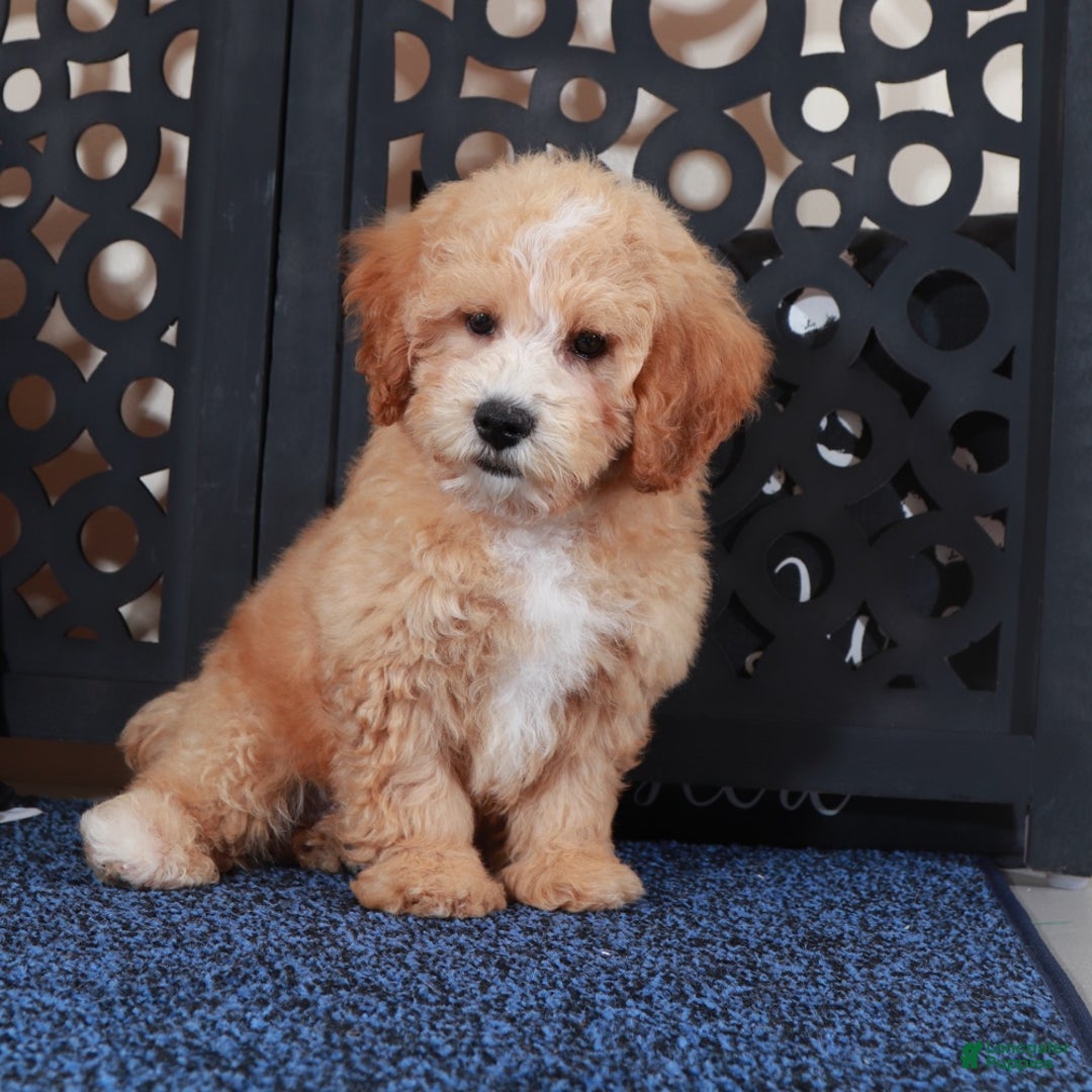 Bichpoo dogs for sale: Duke  - Ad 2
