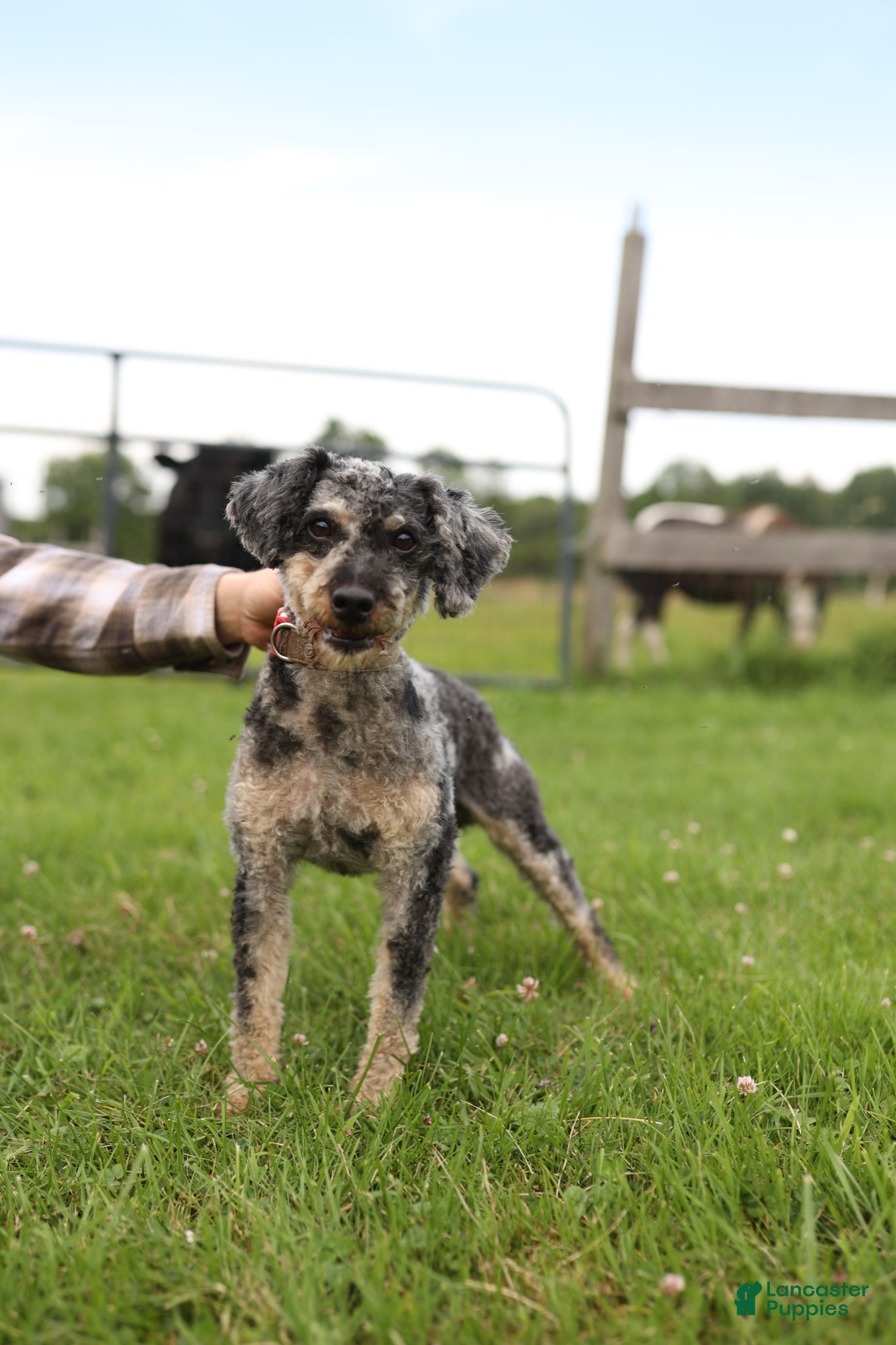 Miniature Poodle dogs for sale: Miniature Poodle Puppy 1 - Ad 1