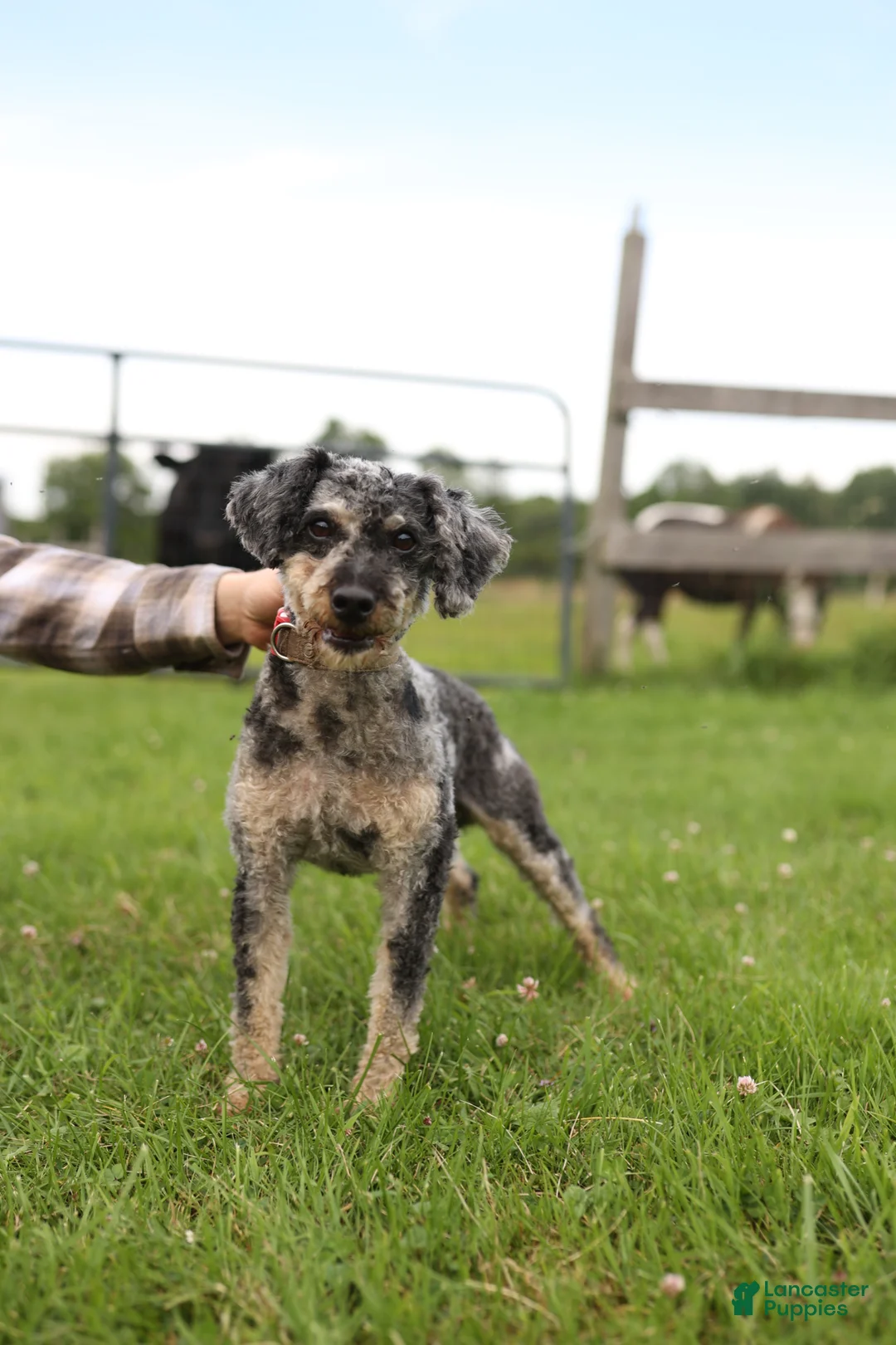 Miniature Poodle dogs for sale: Miniature Poodle Puppy 1 - Ad 1