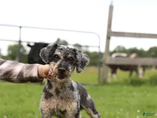 Miniature Poodle dogs for sale: Miniature Poodle Puppy 1 - Ad 1