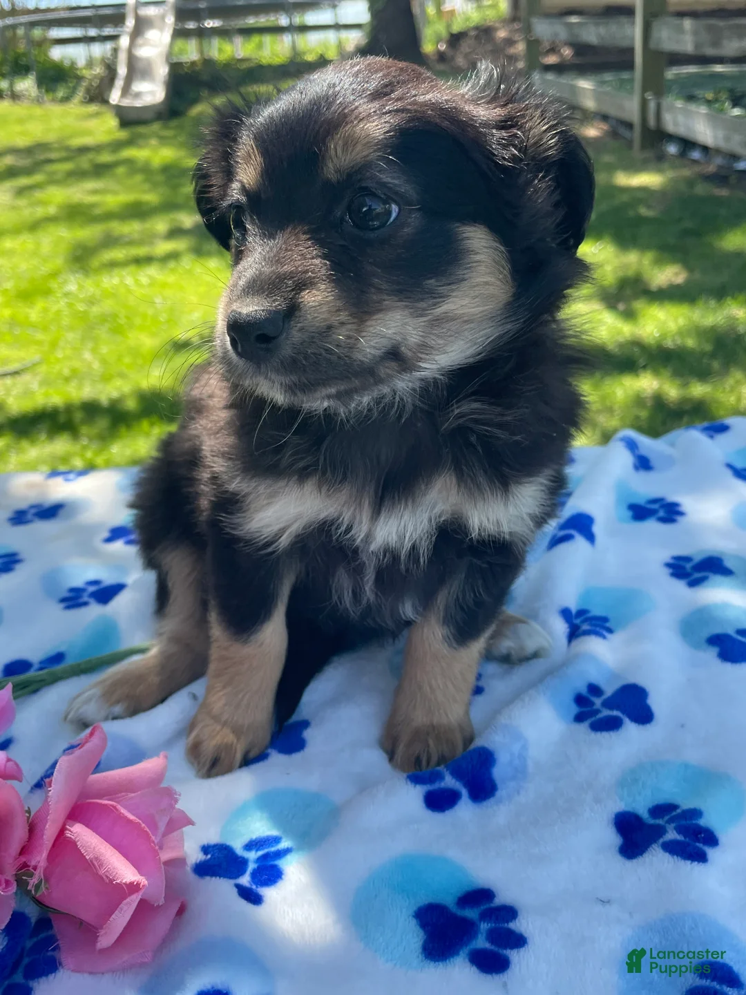 Toy Australian Shepherd dogs for sale: Bella - Ad 2