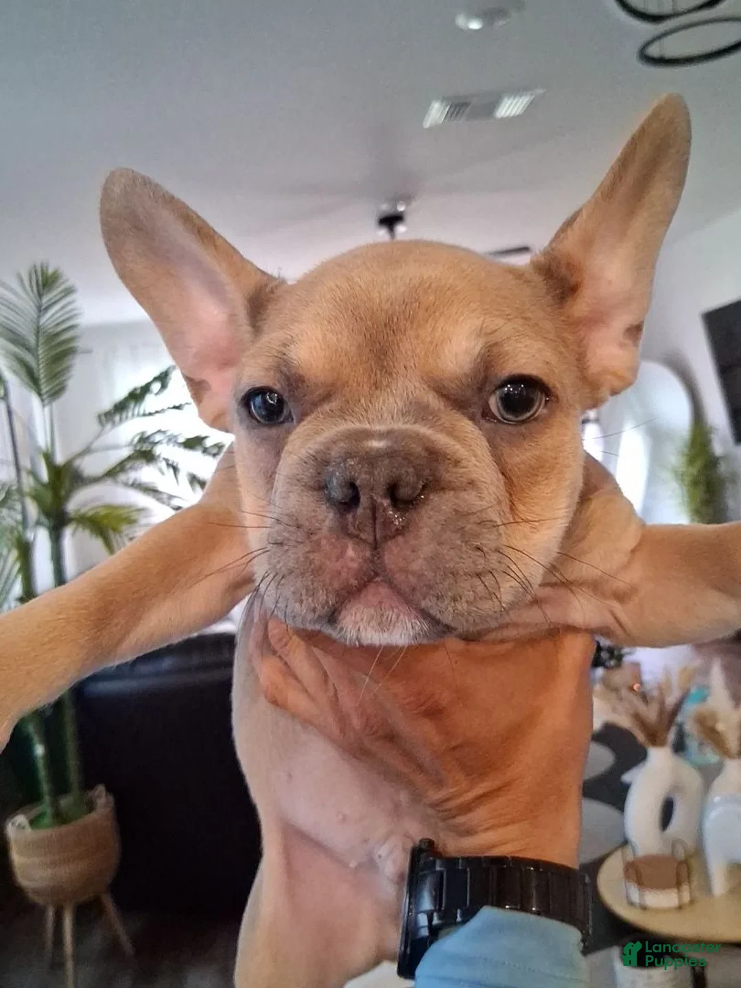 French Bulldog dogs for sale: Frenchie - Ad 2
