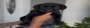Boy 1