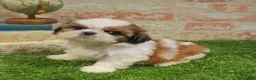 Shih Tzu dogs for sale: July - Ad 1