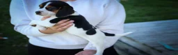 Beagle dogs for sale: Ollie Belle - Ad 16