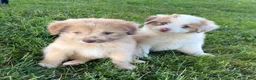 Mini Aussiedoodle dogs for sale: Jack - Ad 4