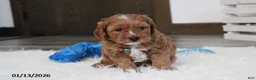 Cavapoo dogs for sale: Loki - Ad 16