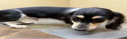 Dachshund dogs for sale: Travis - Ad 3