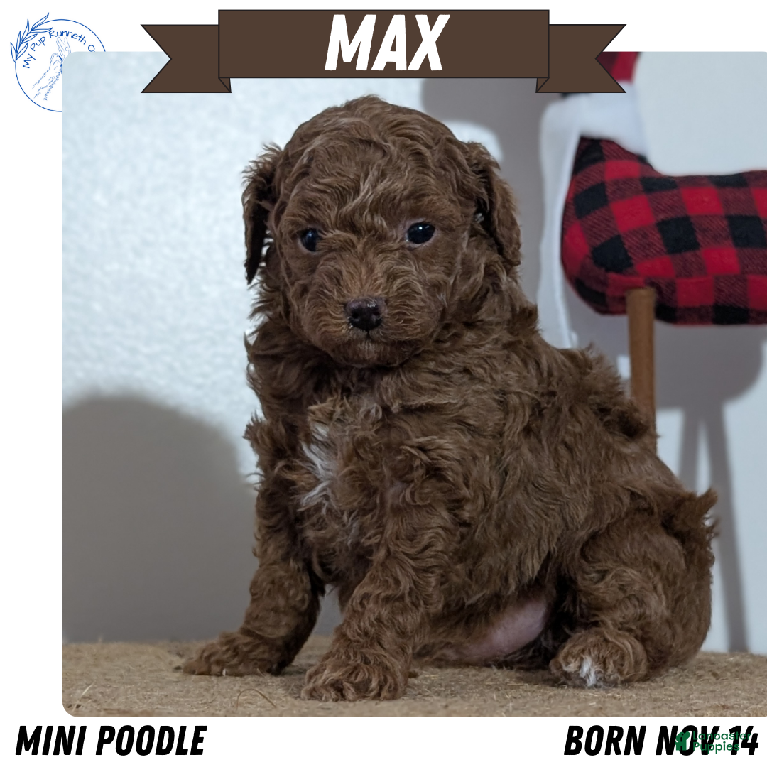 Miniature Poodle dogs for sale: Max - Ad 1