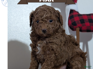 Miniature Poodle dogs Max - Ad 5