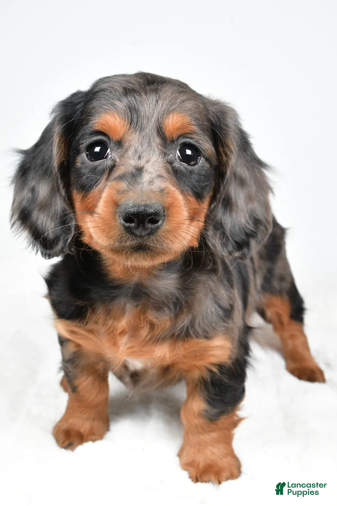 Dachshund dogs for sale: Cassandra - Ad 9