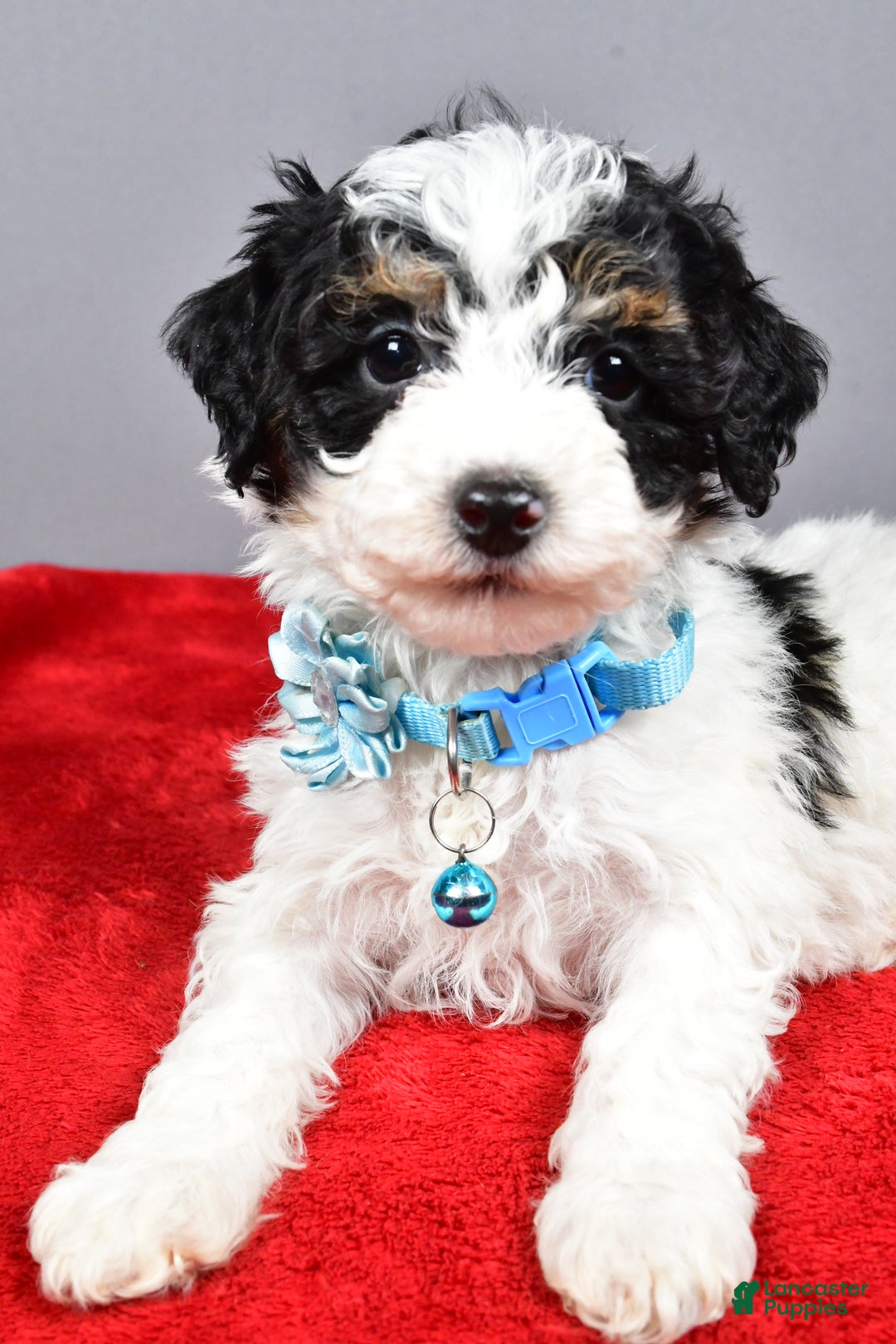 Miniature Poodle dogs for sale: Abby - Ad 10