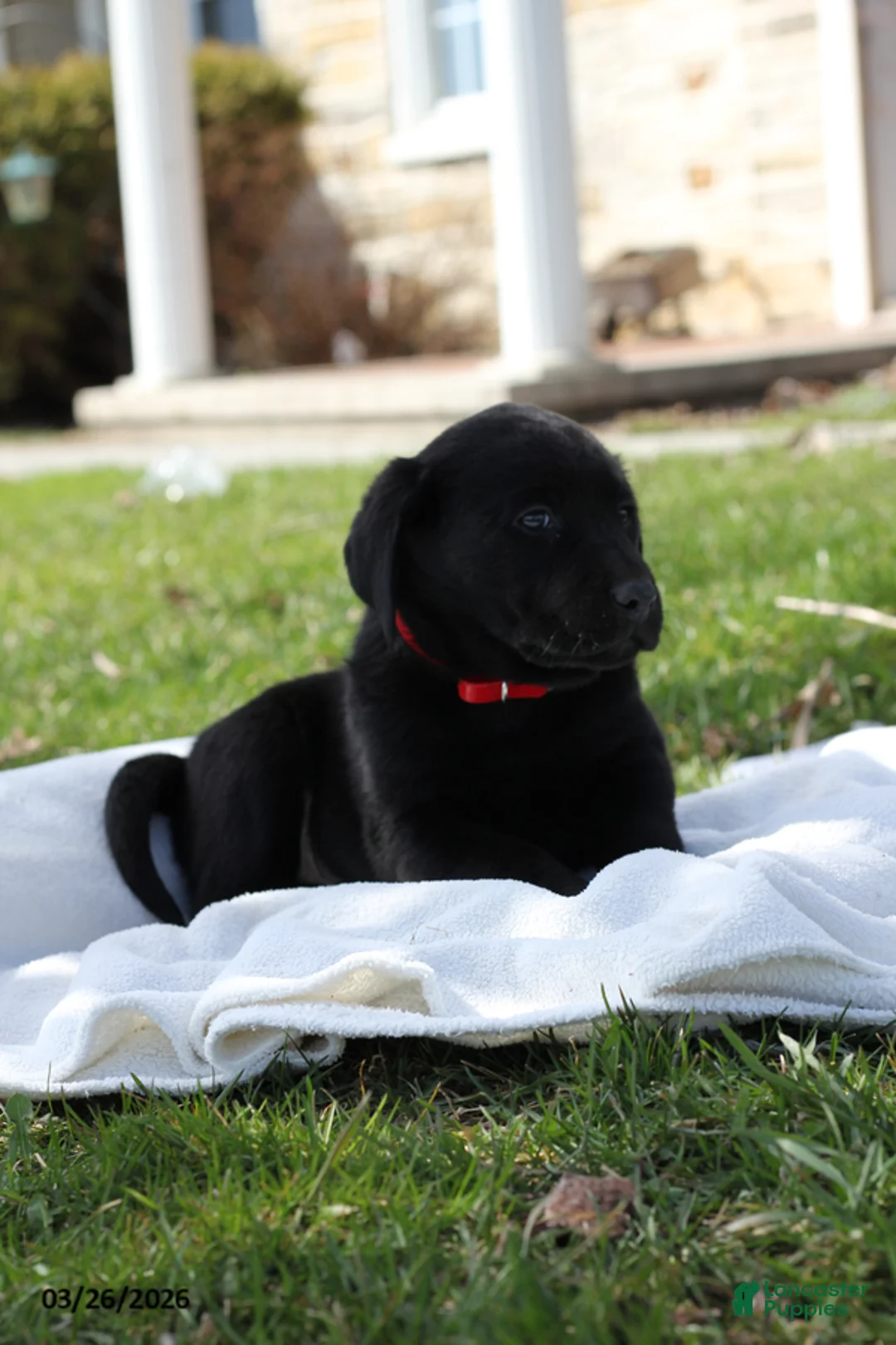 Labrador Retriever dogs for sale: Belmont - Ad 8