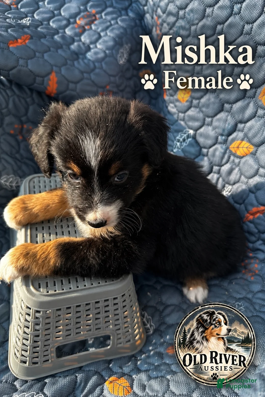 Australian Shepherd dogs for sale: Mishka - Ad 2