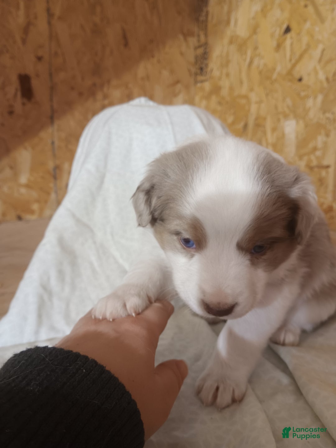 Australian Shepherd dogs for sale: Butterscotch - Ad 7