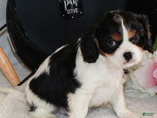 Cavalier King Charles Spaniel dogs Joey - Ad 3