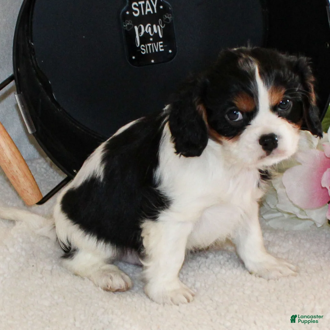 Cavalier King Charles Spaniel dogs for sale: Joey  - Ad 2