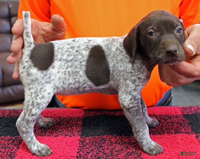 German Shorthaired Pointer dogs German Shorthaired Pointer Puppy 10 - Ad 2