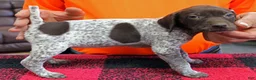 German Shorthaired Pointer dogs for sale: German Shorthaired Pointer Puppy 10 - Ad 2