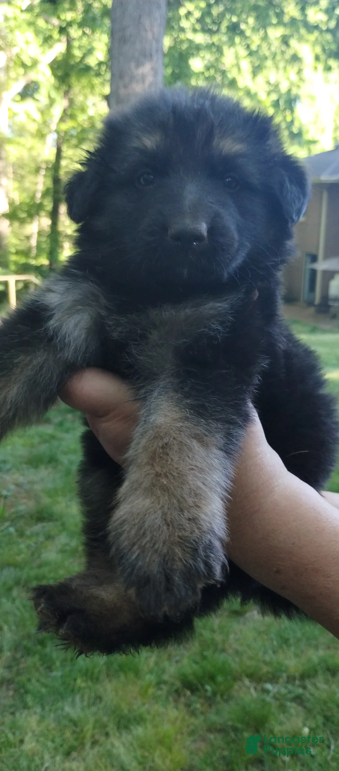German Shepherd dogs for sale: German Shepherd Puppy 4 - Ad 2