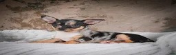 Chihuahua dogs for sale: Abby - Ad 14