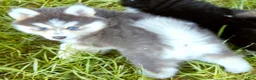 Pomsky dogs for sale: Luna Blue - Ad 5