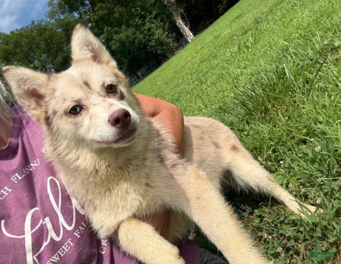 Pomsky dogs Lynn - Ad 1