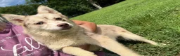 Pomsky dogs for sale: Lynn - Ad 1