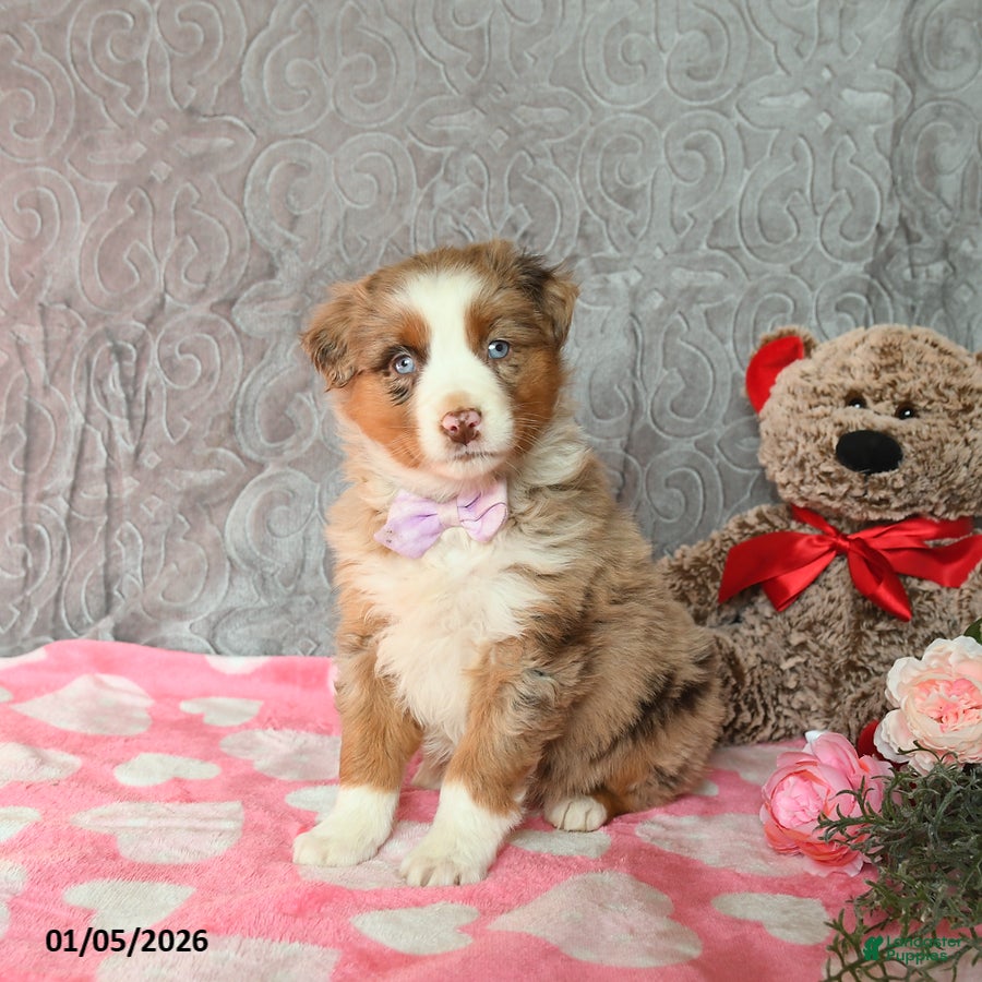 Australian Shepherd dogs Kiwi - Ad 41
