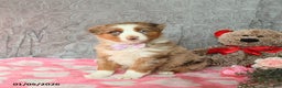 Australian Shepherd dogs for sale: Kiwi - Ad 3