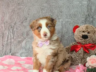 Australian Shepherd dogs Kiwi - Ad 41