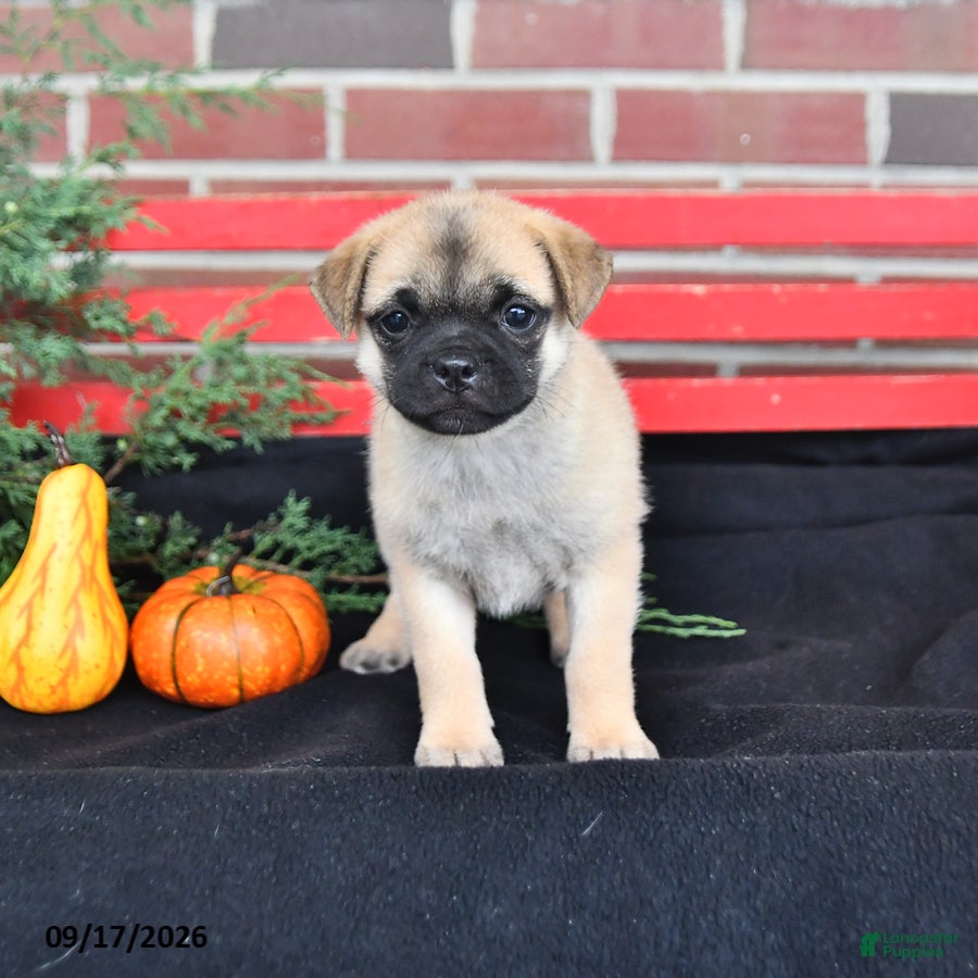 Mixed Breed dogs Daisy - Ad 1