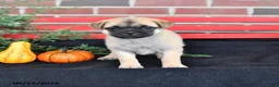 Mixed Breed dogs for sale: Daisy - Ad 1