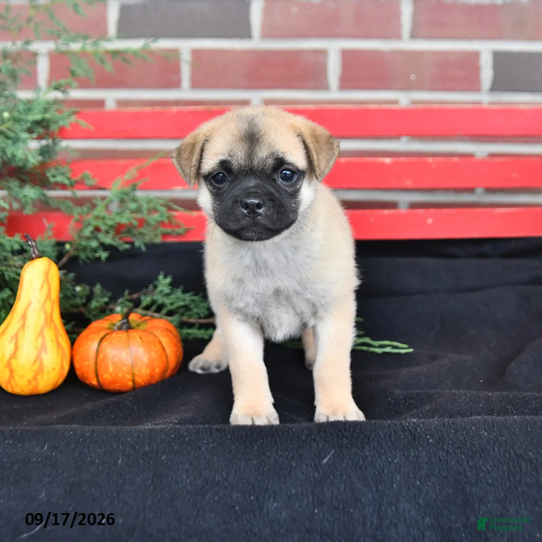 Mixed Breed dogs for sale: Daisy - Ad 1