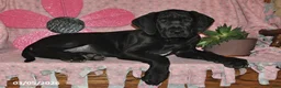 Great Dane dogs for sale: Gloria - Ad 3