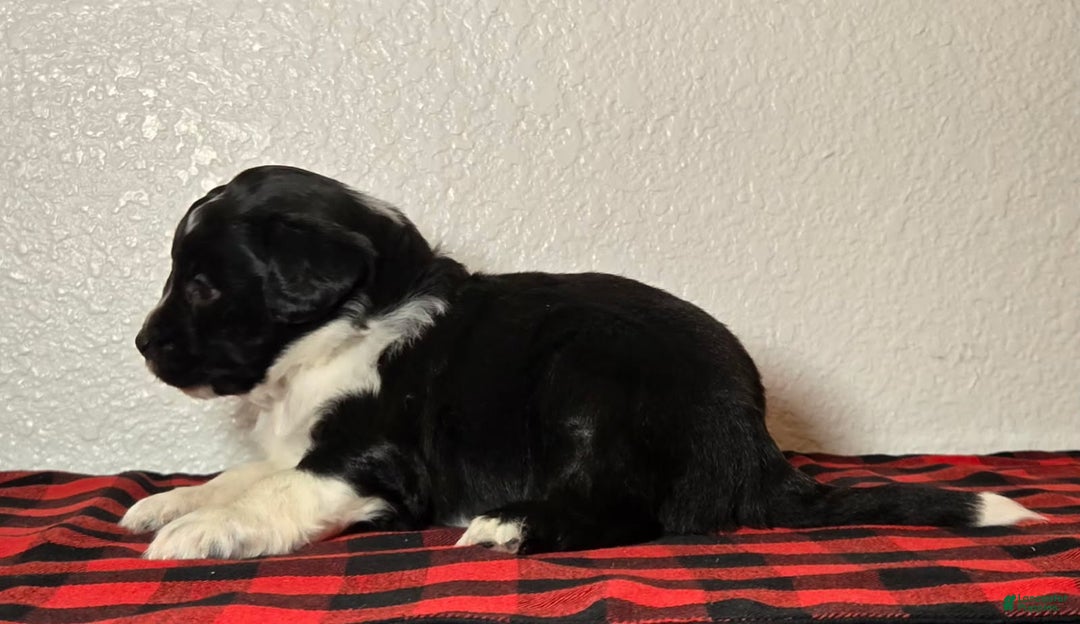 Mini Aussiedoodle dogs for sale: Finn – Male - Ad 6