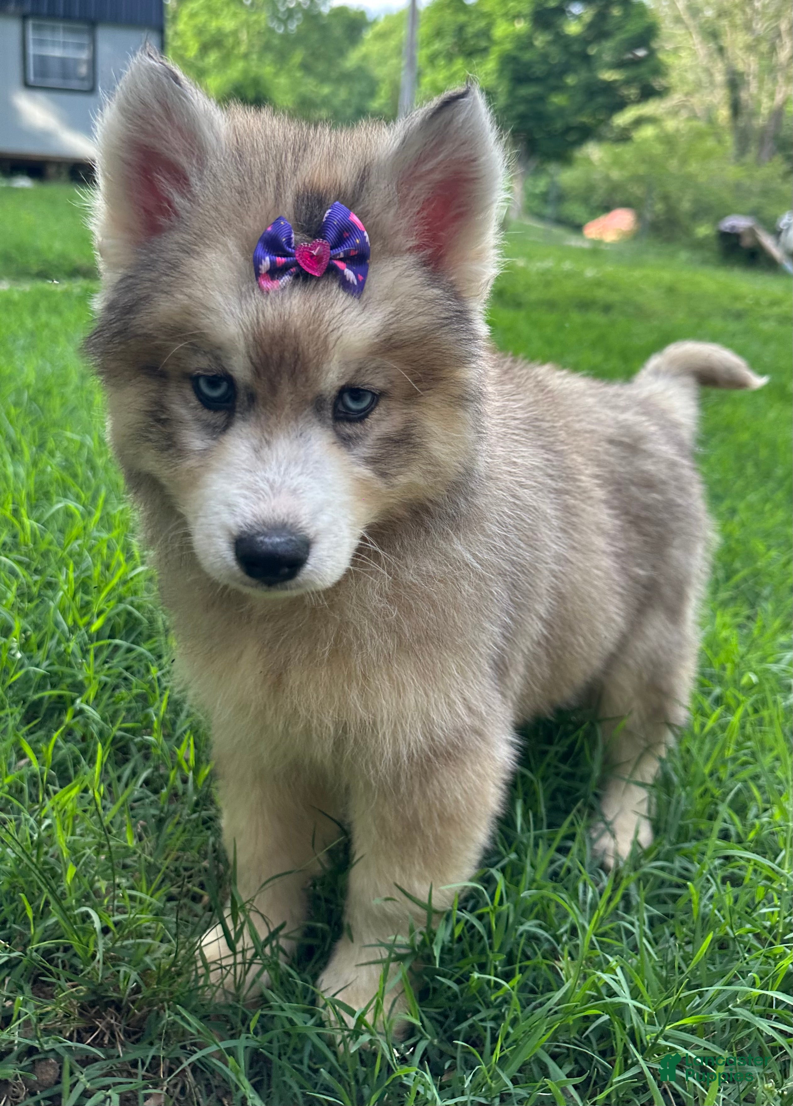 Siberian Husky dogs RISA - Ad 2