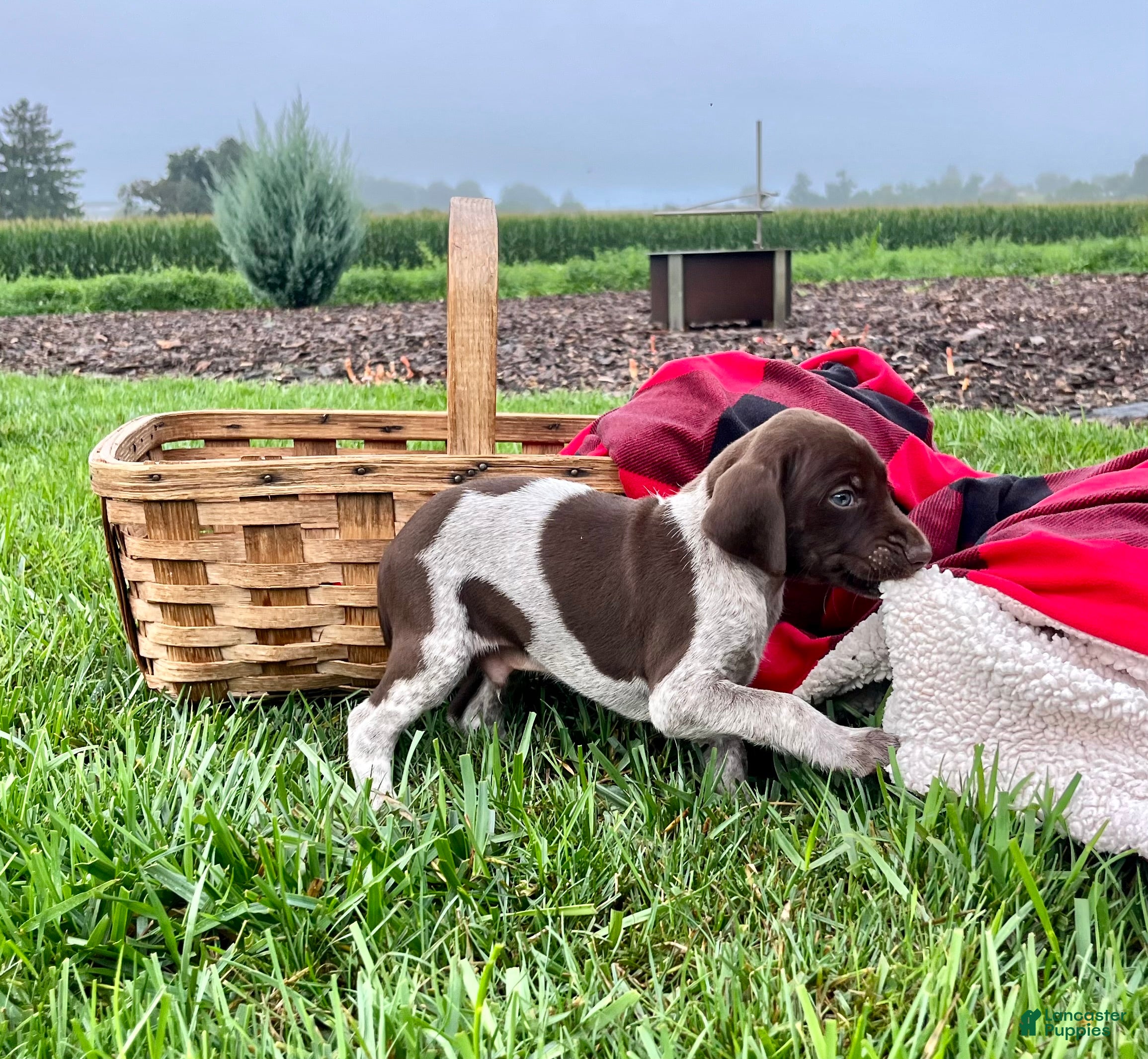 German Shorthaired Pointer dogs Remington❤️AKC registered🐾 text or call today - Ad 2